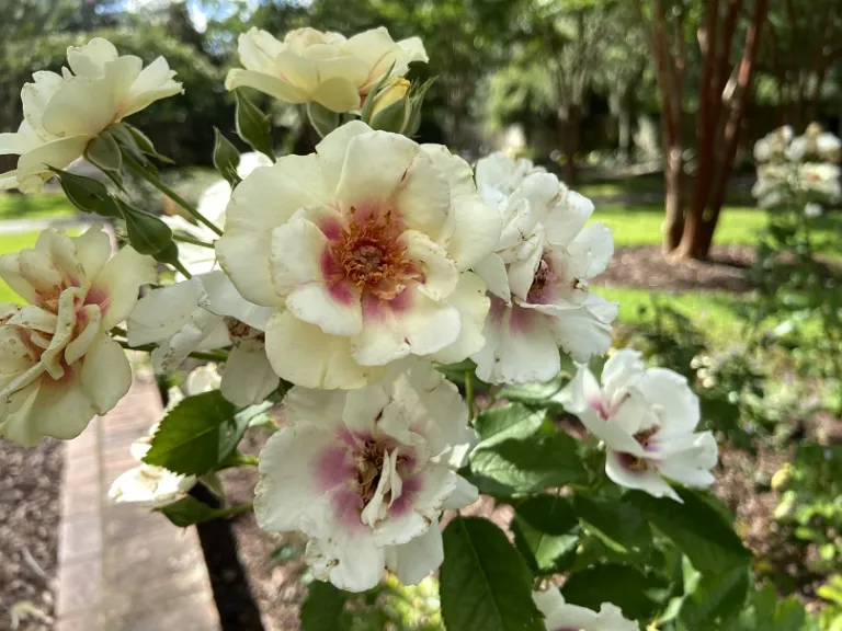 Bull's eye rose clearance